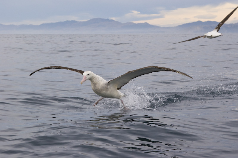 Wandering Albatross Taking Flight